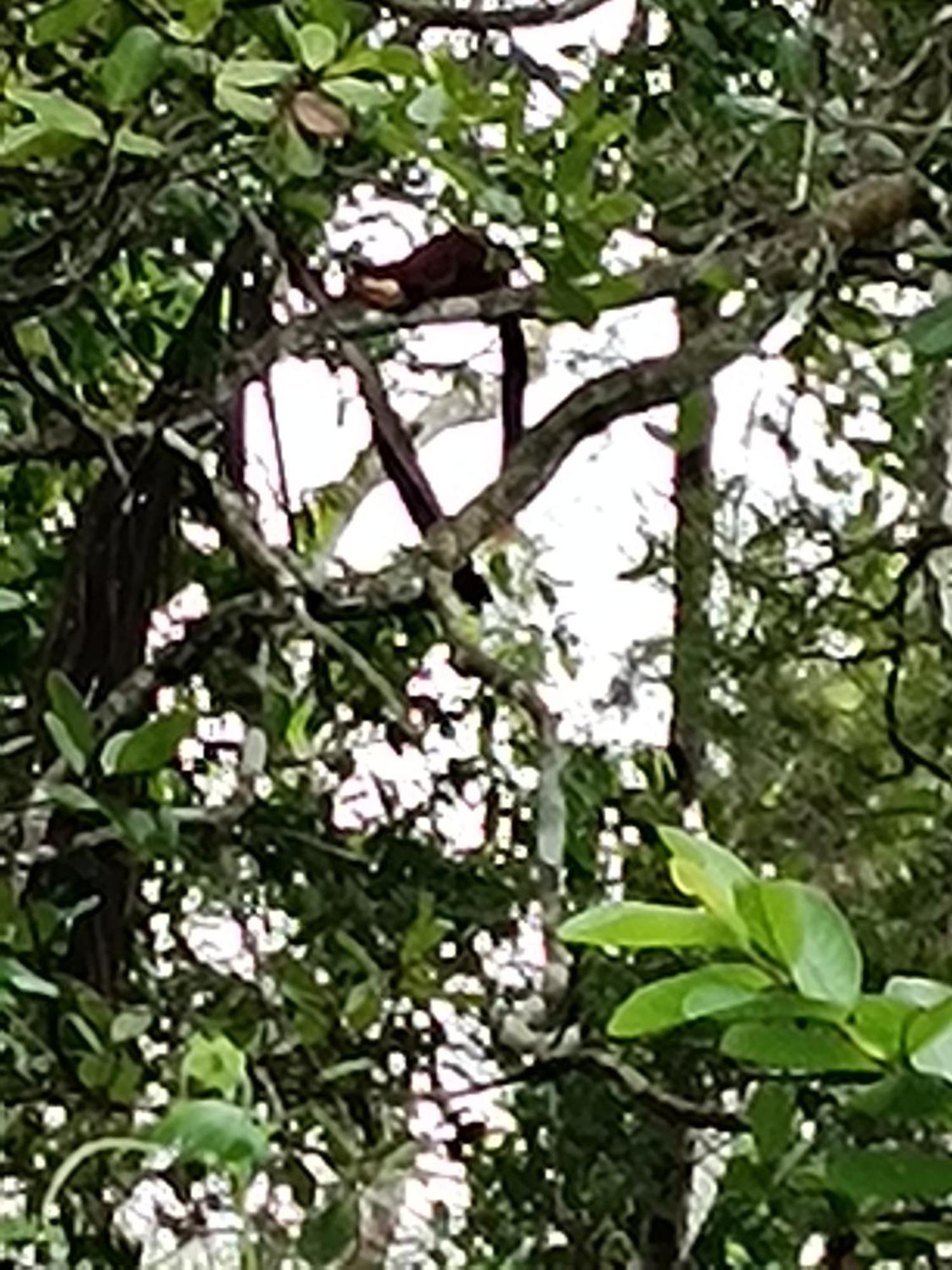 Kalidasa Tree House And Villa, Wayanad Chegat Exterior photo