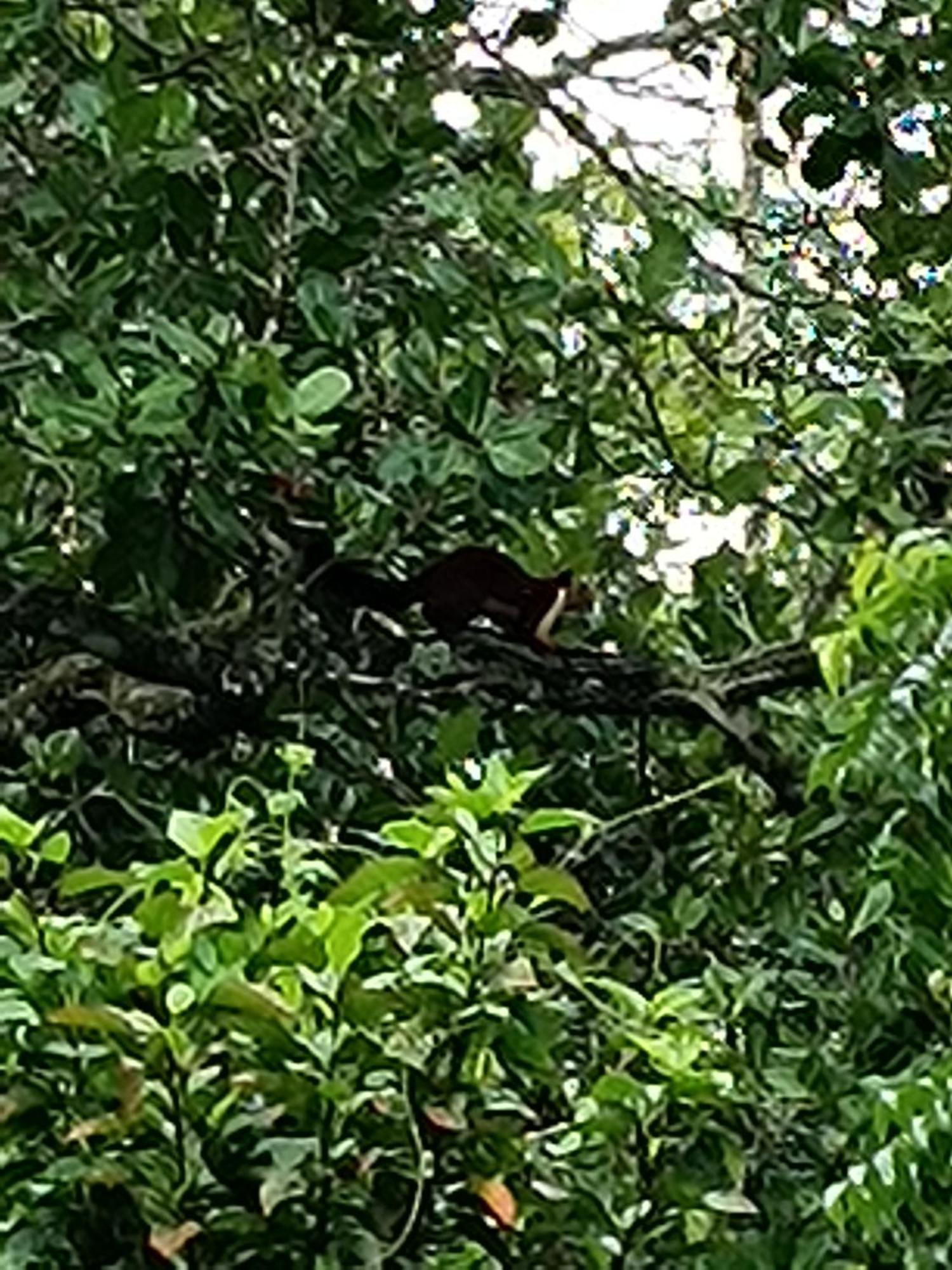 Kalidasa Tree House And Villa, Wayanad Chegat Exterior photo