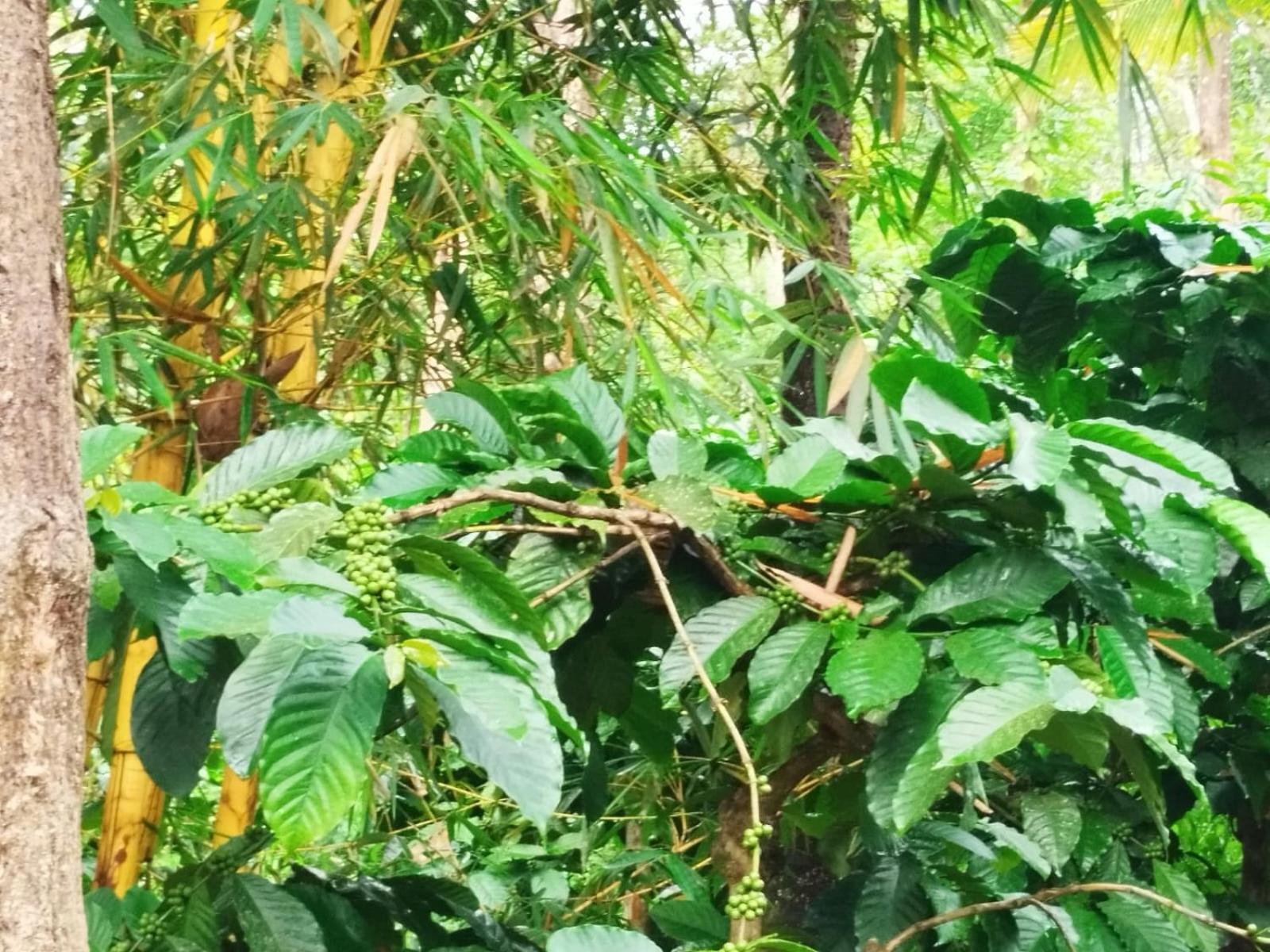 Kalidasa Tree House And Villa, Wayanad Chegat Exterior photo